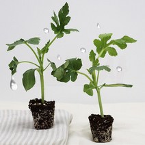 육묘장직송 흑피 애플수박모종 베란다텃밭 과일모종 텃밭모종 5주 10주 20주