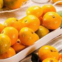 명절 구정선물 타이벡 제주감귤 5kg 설날과일 추석