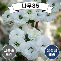 (나무85) 장미조팝 7치 화분, 1. 장미조팝 7치 화분, 1개