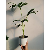 고급야자 켄차야자 게차야자 중품 50~70cm 129