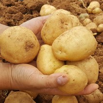 감자농장 인기 상위 20개 장단점 및 상품평