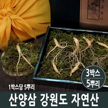 자연산 산양삼 야생 장뇌삼 잎 뿌리 진세노사이드 새싹삼 장래삼 사포닌 효능 국산, 3박스