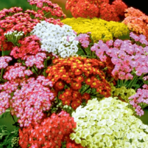 톱풀 [4포트] 꽃색랜덤(복남이네 야생화 모종 야로우 아킬레아 achillea 여름)