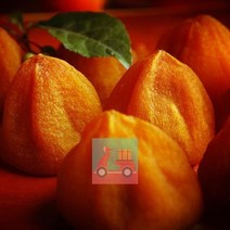 HOHO샵 영화청과_특급_국내산_곶감_500g_만드는법_건시_상주 3A82, 상세페이지 참조