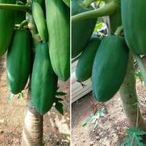 ((완도그린파파야)) 국내산 맛있는 파파야로 쏨땀(샐러드)완성하기 완도장보고 열대작물농원 1kg