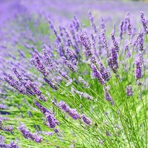 [모야모 꽃씨] 잉글리쉬라벤더(True Lavender) 1000립(대용량) 씨앗, 1개