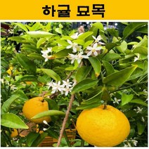 하귤 묘목 4년생 JJ17