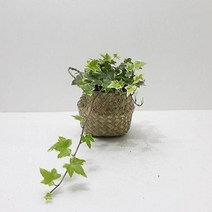 ¶⊙핫딜_A+ 백아이비소 키우기 쉬운 실내 공기청정 희귀 도매화원 식물 (z*ha!), ♬본 상품 선택하기_DoDream™