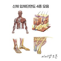 아이샵오픈 신체단면 입체단면도 4종모음 입체단면도 피부단면도 발단면도 모발단면도 병원 관리샵 - 한국, 옵션04.두피모공입체단면도