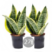 트리앤 1+1 스투키20cm / 귀요미 스투키 /금전수 / 분갈이흙, 02. 1+1 산세베리아 수퍼바  1개