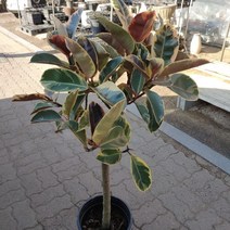 [성심] 수채화 고무나무(초대형)120-130cm, 1개