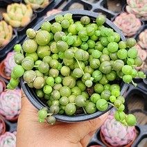 주문폭주 국민다육이 모아보기, 3번- 콩난 다육이, 1개
