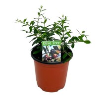 올리브 나무 (소) 공기정화 식물 인테리어, 올리브나무