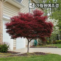 단풍나무 활엽수 가림원예조경, 사계접목홍단풍 R3cm분묘