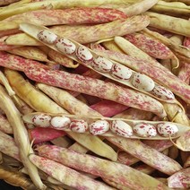 올바른새움푸드 국산100% 무릎 관절에 아주 좋은 호랑이콩(강낭콩), 손질호랑이콩1.2kg, 1개