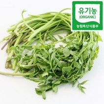 유기농 세척 미나리 무농약 생 돌미나리, 1개, 500g