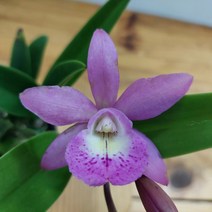 오!플랜트 브라소카틀레아 잔넬(꽃이 피었던 상품) 대표적인서양란 향기좋은서양란, 1개