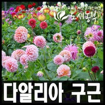 다알리아/다알리아구근/구근/대화종/대꽃/9중1개, 개화구(바빌론미첼) 1개