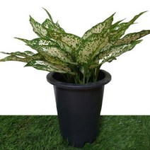 [카니발플라워]스노우사파이어_중(cf336)