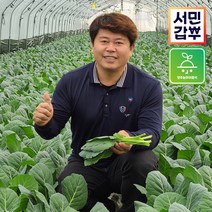 서민갑부 클로렐라 케일 쌈용 즙용 샐러드 녹즙 주스용 양주농부 쌈야채 1kg-1.5kg, 1박스, 쌈용 1kg