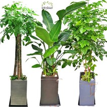 개업 축하 화분 특대형 전국 당일배송, 11. 남천나무