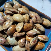 남해안 제철 바지락 500g/1kg 해감바지락 조개탕 샤브샤브 해물찜 왕바지락 캠핑해산물, 500g, 1개
