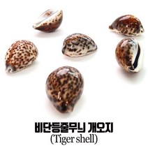 더조은키즈 비단등줄무늬 개오지 소라 조개 고둥 어항 촬영소품