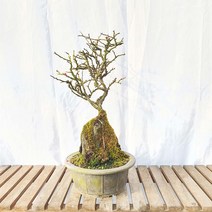 고목 석부작 홍 장수매 붉은 빨간 꽃 장수 매화 나무 분재 화분 키우기