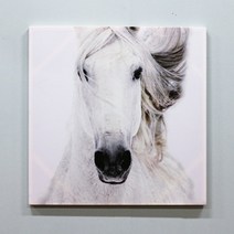 캔버스유화 POPE7850 행운의백마 80×80 풍수인테리어 거실액자