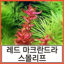 수초하우스) 레드 마크란드라 스몰리프, 25줄기(싸게더더많이)