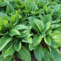 울릉도 명이나물(산마늘) 1kg 2kg, 300g