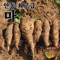 안동 최고급 장마 산마 햇마 2kg 5kg 산지직송 국내산 참마 생마, 5kg 산마 중품, 1개