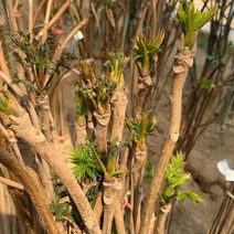 광일농원 참죽나무 가죽나무 1년생 묘목 10주 약용수 참중나무