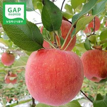 (인빌푸드)의성춘산사과(부사) 10kg(52-56과), 단품