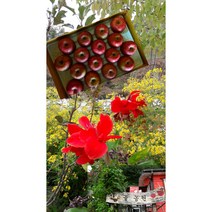 봉화사과부사(미안마) 5kg10kg, 10kg(36~39과)