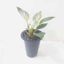 러브코리아 버킨(중) 관엽식물 집에서키우기쉬운식물 (버킨/테라스인테리어/음지식물/그늘에서잘자라는식물/홈가드닝/식물/원예/건강/생활 추천), 1