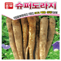 (성실)도라지씨앗종자 슈퍼도라지 씨앗(6g) 3봉
