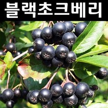 블랙초크베리 나무 묘목 실생2년 뿌리묘 5개/유실수/과수
