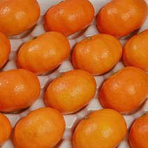 하우스 고당도 레드향 [예성상회] 실중량, 레드향 가정용 5KG 중과 [21~29수]