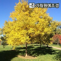 황금회화 정원수 가림원예조경, 황금회화 R5cm 분묘