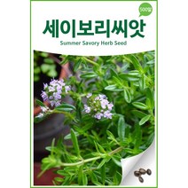 세이보리 씨앗 허브 씨앗 허브씨 허브종자 500알