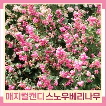 스노우베리나무 묘목 매직컬캔디 4치포트 2개