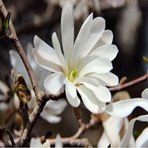충주원예조경 별목련(로얄스타) / (향기목련) / 접목1년(1등묘), 주