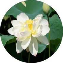 연꽃화분 백연꽃 홍연꽃 수생식물 연못조성 플랜테리어, 1개
