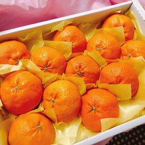 제주 레드향 선물용 가정용 명절 설 선물세트 1kg 3kg 5kg 산지직송, 5kg / 가정용 / 20~30과 내외