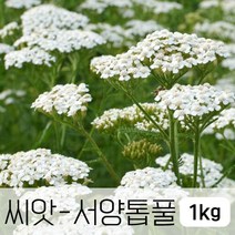 조이가든 [조이가든](씨앗) 서양톱풀 (꽃씨) 1kg, 단품없음