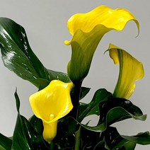 카라 모종 중형 꽃화분 키우기 노랑카라 구근식물 봄꽃 노란꽃 카라식물