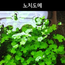[수초아쿠아] 노치도메 / 초보수초 구피수초 어항수초, 1잎