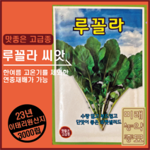 23년산 루꼴라 씨앗 3000립
