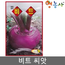 비트 씨앗 200립